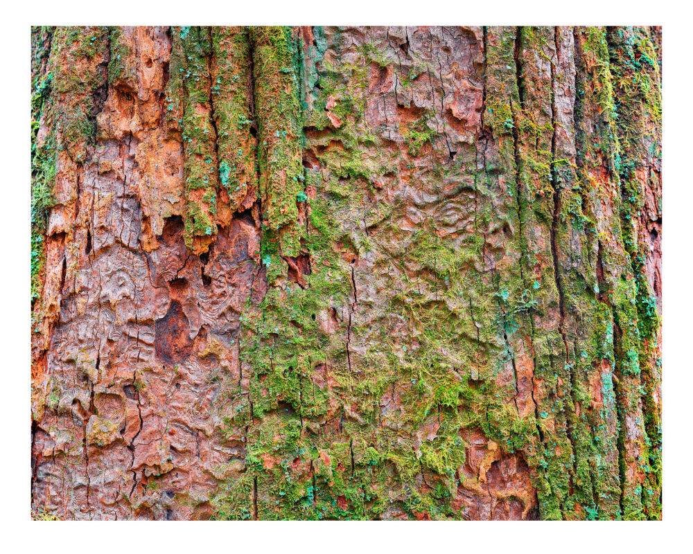 Old Growth White Oak #2 Tree Portrait in Detweiler Run Natural Area, PA - fine art color print