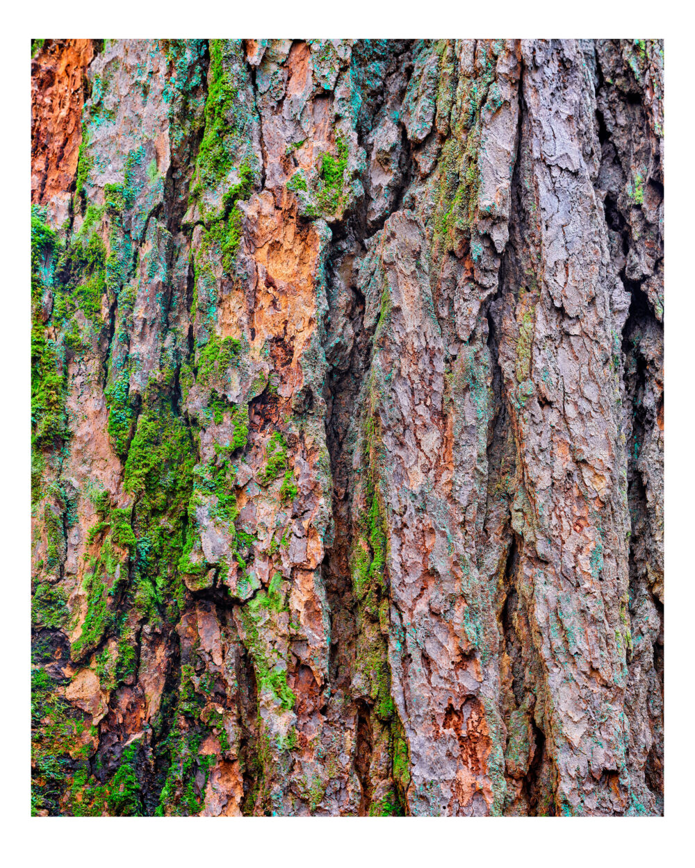 Old growth Eastern Hemlock Tree Portrait in Detweiler Run Natural Area, PA