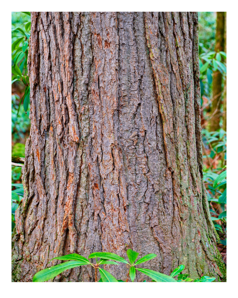 Old growth Eastern Hemlock Tree Portrait in Detweiler Run Natural Area, PA 25